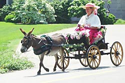 Driving our Donkey