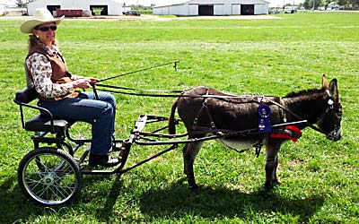 Apollo 2012 1st place Pleasure Donkey Driving Class at the Allen County Fair 2012