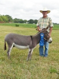 Ravenwood Yuma, 2012 Champion Minature Donkey Gelding Preble County Fair