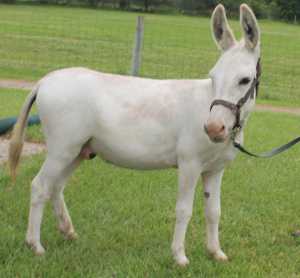 Morning Glory Springer