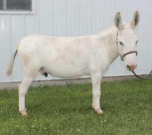Morning Glory Springer