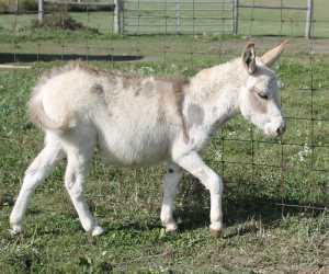 Morning Glory Red Hawk