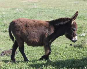 Morning Glory Black Magic