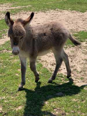 Morning Glory Eclipse