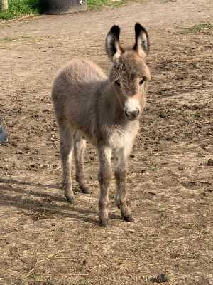 Morning Glory Eclipse