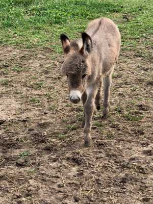 Morning Glory Eclipse