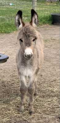 Morning Glory Eclipse