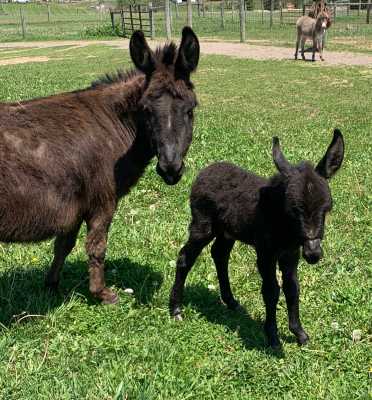 Morning Glory Stetson
