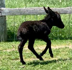 Morning Glory Stetson