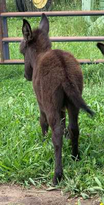 Morning Glory Stetson