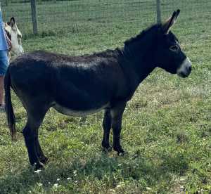 Morning Glory Beatrice