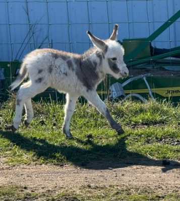 Morning Glory Crossfire