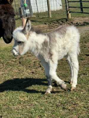 Morning Glory Crossfire