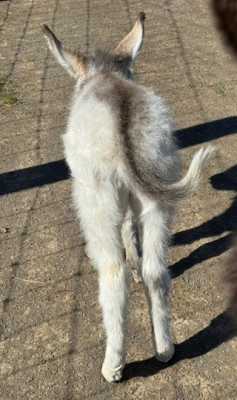 Morning Glory Crossfire