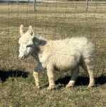 Morning Glory Chisum